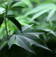 Incorpora molbideno al cultivo de cannabis.