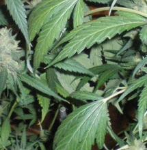 L’index des prix du cannabis 2018