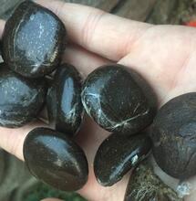 L'héritage génétique Indien et le Charas, une tradition millénaire.