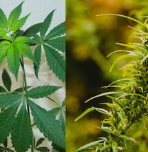 Indika versus Sativa a jak se liší