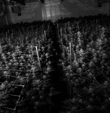 Indoor Grow Room Costs