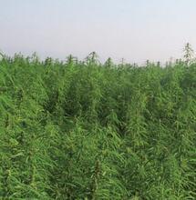 Is vezelhennep toegestaan?