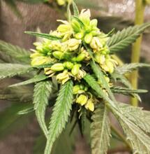 Quels éléments influencent le sexe de vos plantes ?
