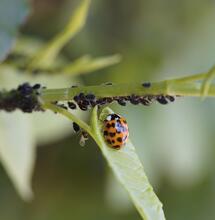Insekten beim Cannabisanbau - Freund oder Feind?