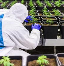 Diatomaceous Earth: Kill Bugs in Your Cannabis Garden Without Using Pesticides