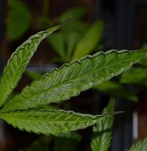 Virus del cannabis: detección y destrucción