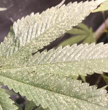 IPM, la lutte est un cycle continu