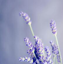 Smoking Cannabis and Lavender: A Relaxing Combination