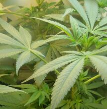 Israël : les patients auront toujours accès au cannabis médical pendant le conflit