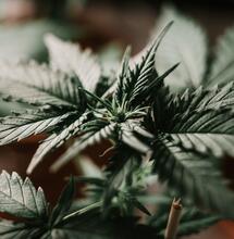 Diferencias entre cannabis índica y sativa