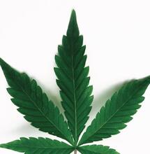 Légalisation : les propositions des jeunes avec Macron