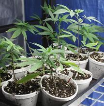 Přesazování rostlin konopí