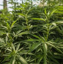 Chraňte rostliny před rozmary počasí – praktické rady