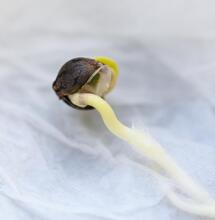 Jak klíčit konopí: Tři osvědčené metody pro každého pěstitele