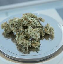 Jak pokračuje nizozemský konopný experiment?