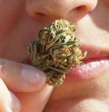 Jak se mění kanabinoidy při sušení konopí?