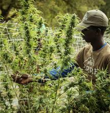 Jak se vyvíjí trh s konopím v Africe