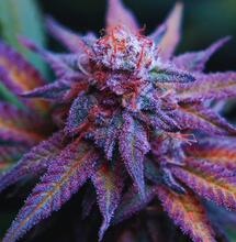 Jak uprawiać odmianę Blue Dream?