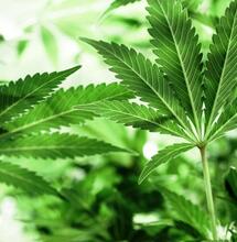 Jak uzdrowić umierającą marihuanę? 