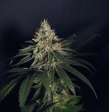 Jak z CBD powstaje THC? Naukowcy wyjaśniają mechanizm krok po kroku
