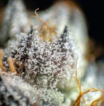 Jak światło wpływa na produkcję kannabinoidów i terpenów w konopiach