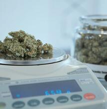 Jaké ekonomické efekty přináší legalizace marihuany