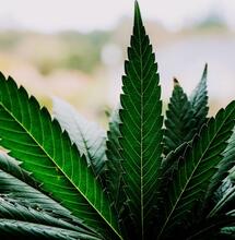 Jakie są ekonomiczne skutki legalizacji?