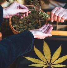 Rodzaje medycznej marihuany