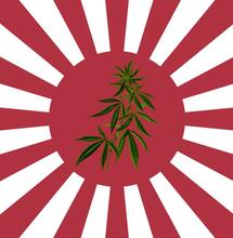 Japonia reformuje politykę dotyczącą konopi