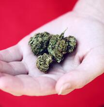 konopí a imunitní systém