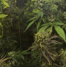 Jean Castex opposé à la légalisation du cannabis