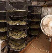Cultivez avec Jorge Cervantes : les bases du séchage du cannabis