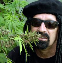 Plantas gigantes de cannabis al estilo gringo