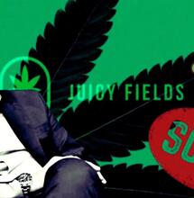 Juicy Fields: rosyjska mafia i globalne oszustwo na 650 mln euro