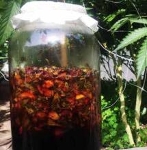 Jus de plantes fermentés