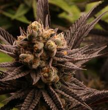 Kalifornia inwestuje niemal 30 milionów dolarów w naukowe badania nad konopiami