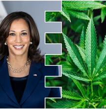 Kamala Harris Promises to Legalize Marijuana