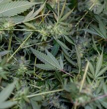 Kanada má opět stovky tun neprodané marihuany