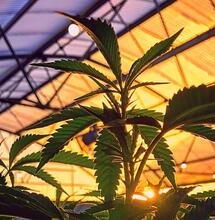 Kanada niszczy rekordową ilość marihuany!