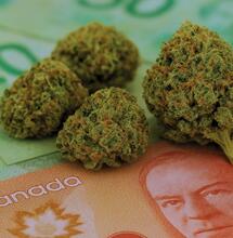 Kanada zyskuje miliardy dzięki legalnej marihuanie