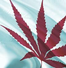 Kanada światowym liderem eksportu marihuany 