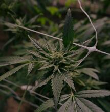 Kannabichromen (CBC): właściwości lecznicze i zastosowania