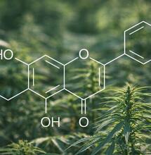 Kannaflawina B zmniejsza lęk i poprawia zachowania społeczne w modelu autyzmu