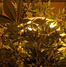 Zabavená marihuana v Oregonu