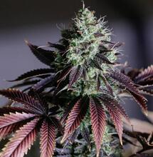 Kde se bere fialová barva listů konopí?