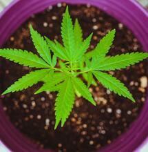 Kdy a jak předpěstovat sazenice konopí pro outdoor sezónu