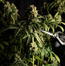 Kdy sklízet marihuanu