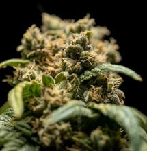 kdy sklízet konopí