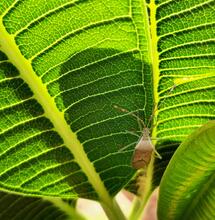 Controlling Pests in an Indoor Garden