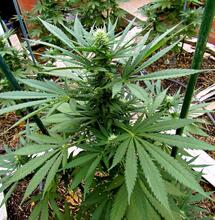 La importancia de los metabolitos secundarios para tener un cultivo de marihuana de calidad